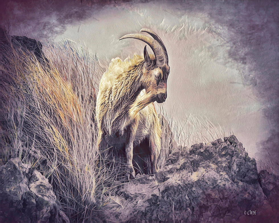 2024 07 25 ICON of Kona Small goat 09 Flip w Sig JPEG 16H20W