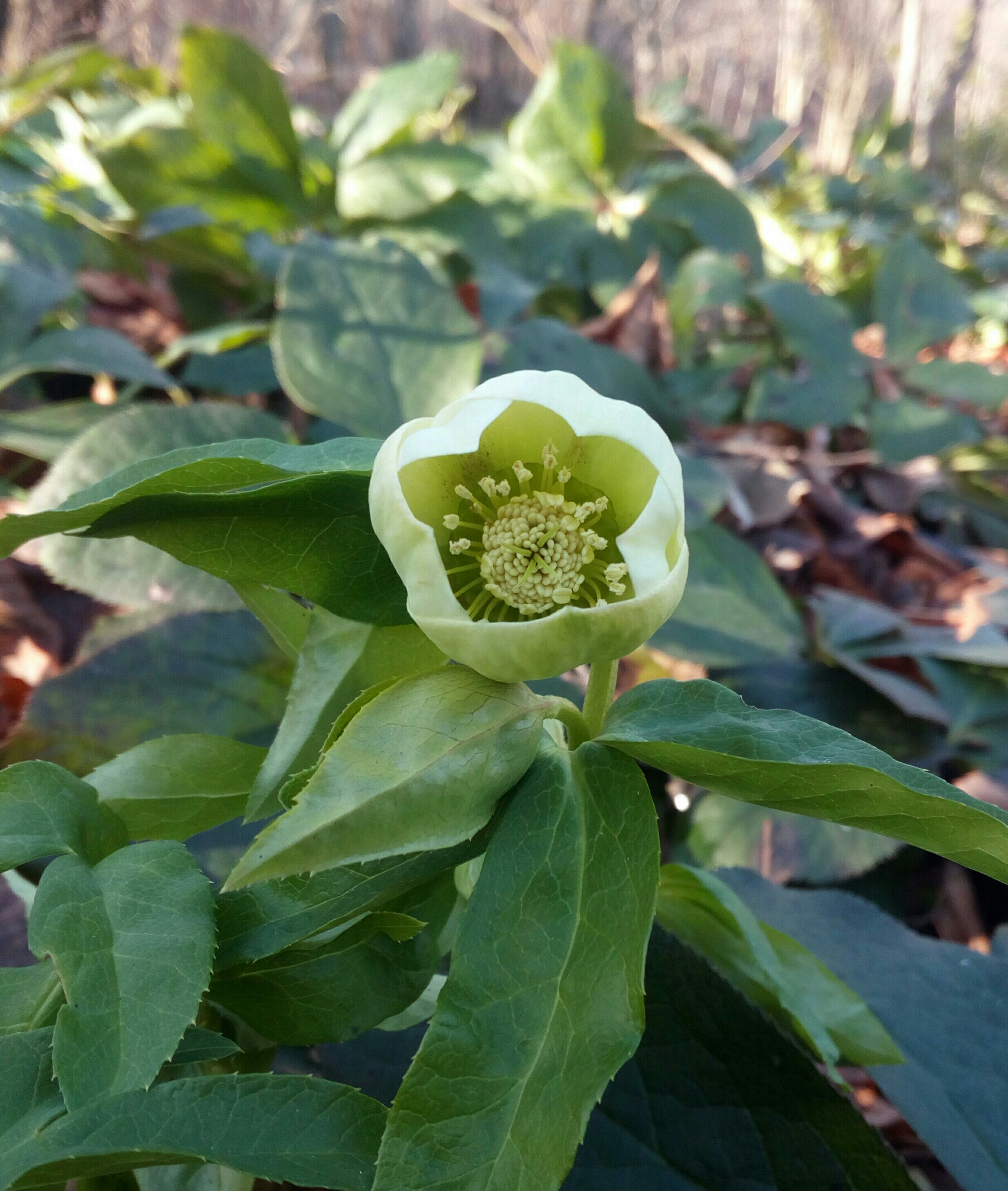 Морозник Купить В Екатеринбурге Саженцы