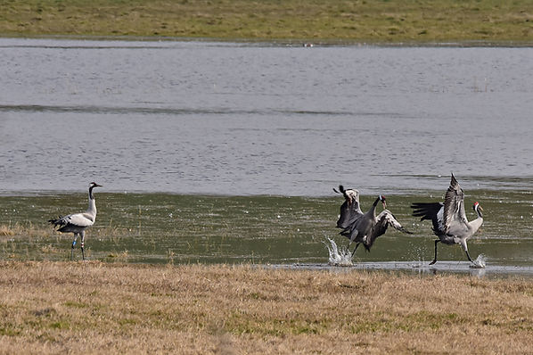 DSC_2930g.jpg