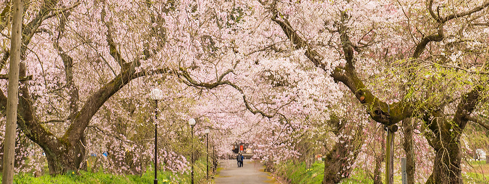 周辺観光(しだれ桜)