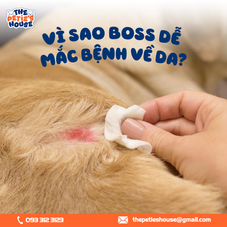 Vì sao “boss” dễ mắc bệnh về da? Những sai lầm khi tắm và chăm sóc lông mà nhiều sen mắc phải