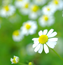 ローマカミツレ花 エキス