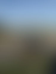 Feed Smarter, Not Harder: Why Horses Love Nose Bagz Hay Feeders š“