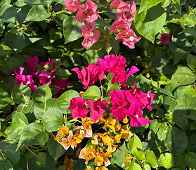 IMG_2835.jpeg