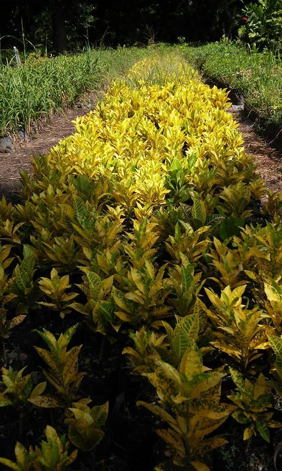 Crotons