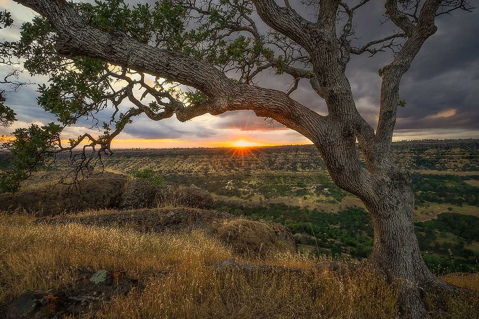 oak tree on canyon edge dentist near me in oroville ca