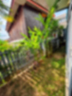 Garden area of a house for rent Luang Prabang