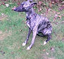 Twig January 2025 pic 2.jpg