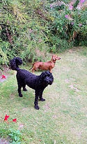 frank and molly august 2025.jpg