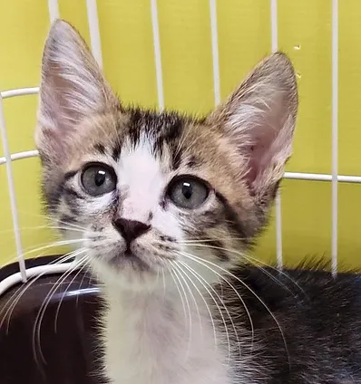 保護猫の里親の条件 花の木シェルター|愛知県名古屋市