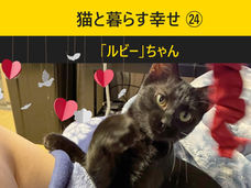 猫と暮らす幸せ㉔ ツンデレ「ルビー」の優しい変化