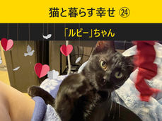 猫と暮らす幸せ㉔ ツンデレ「ルビー」の優しい変化