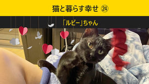 猫と暮らす幸せ㉔ ツンデレ「ルビー」の優しい変化