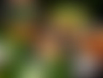 Sajian Legendaris Lokarasa Nusantara yang Bisa Dijumpai di Kampoeng Tempo Doeloe 2026