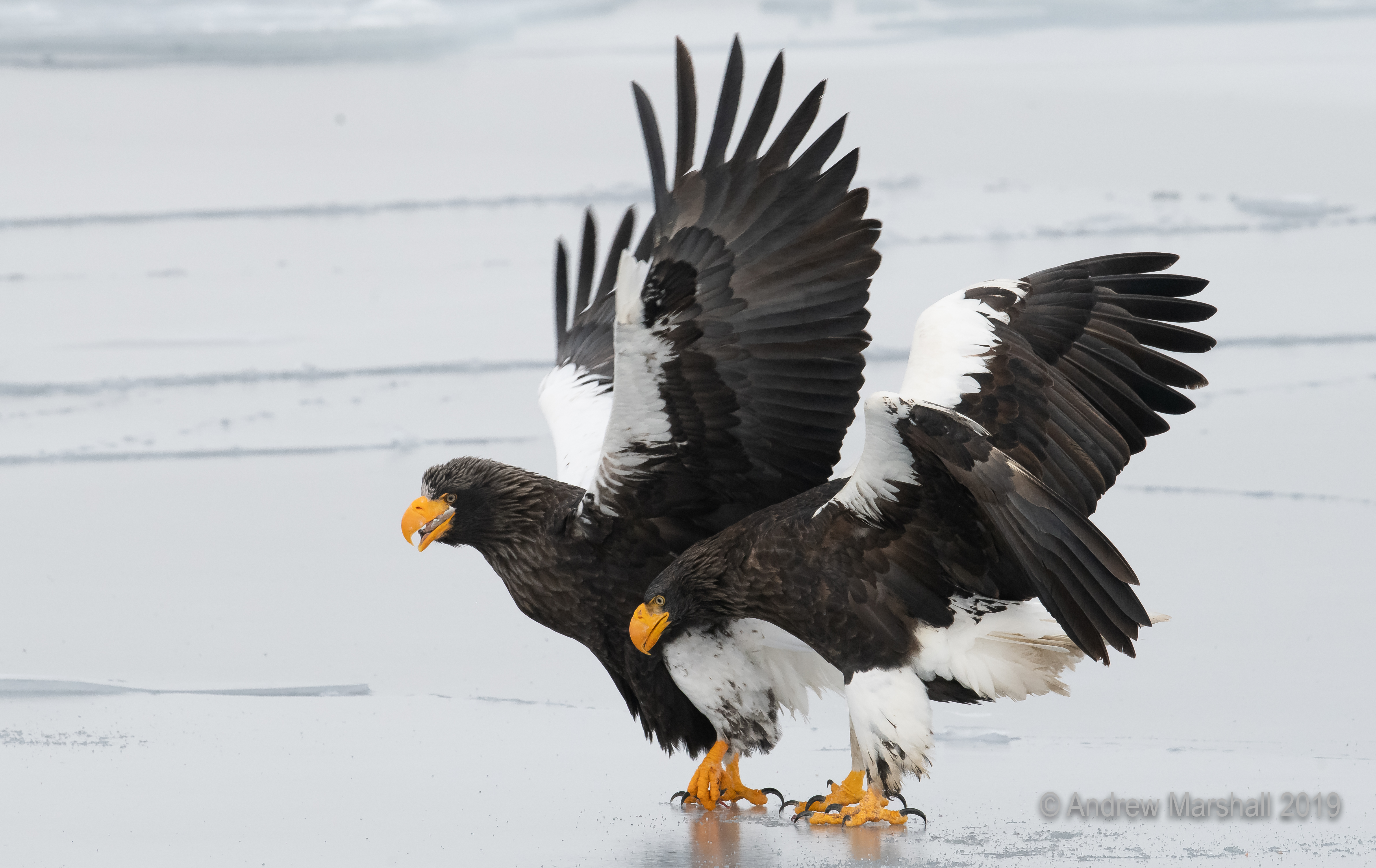 Pair of Stellar's sea eagles