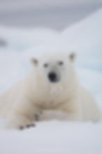 Polar bear portrait