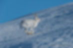 Mountain hare