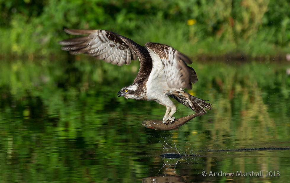 Untagged osprey