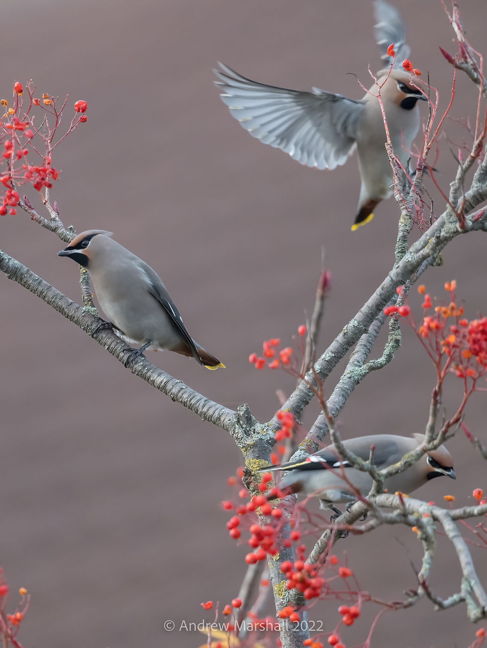 Waxwing group on red Rowan berries