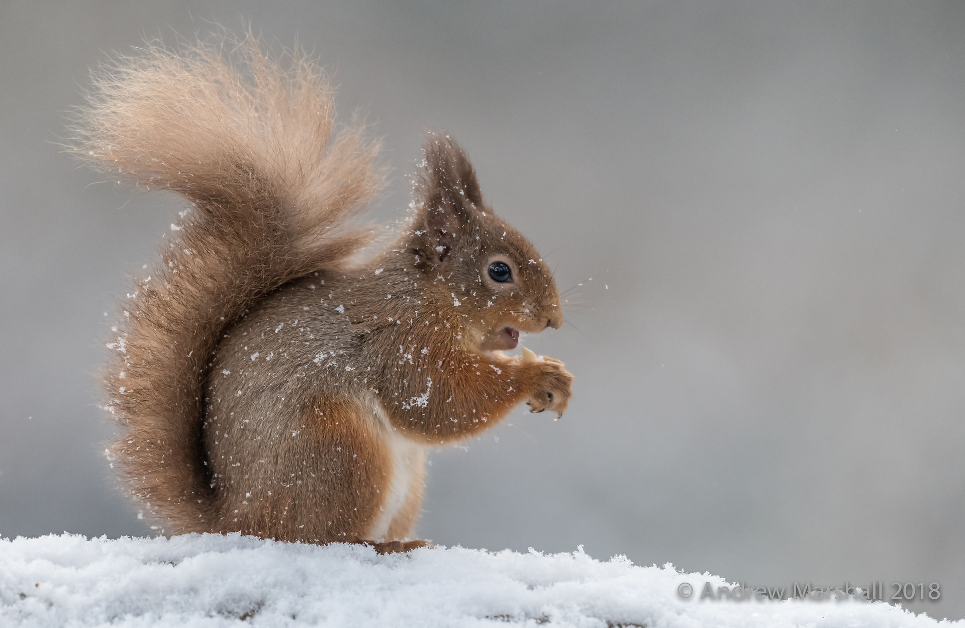 A light dusting!