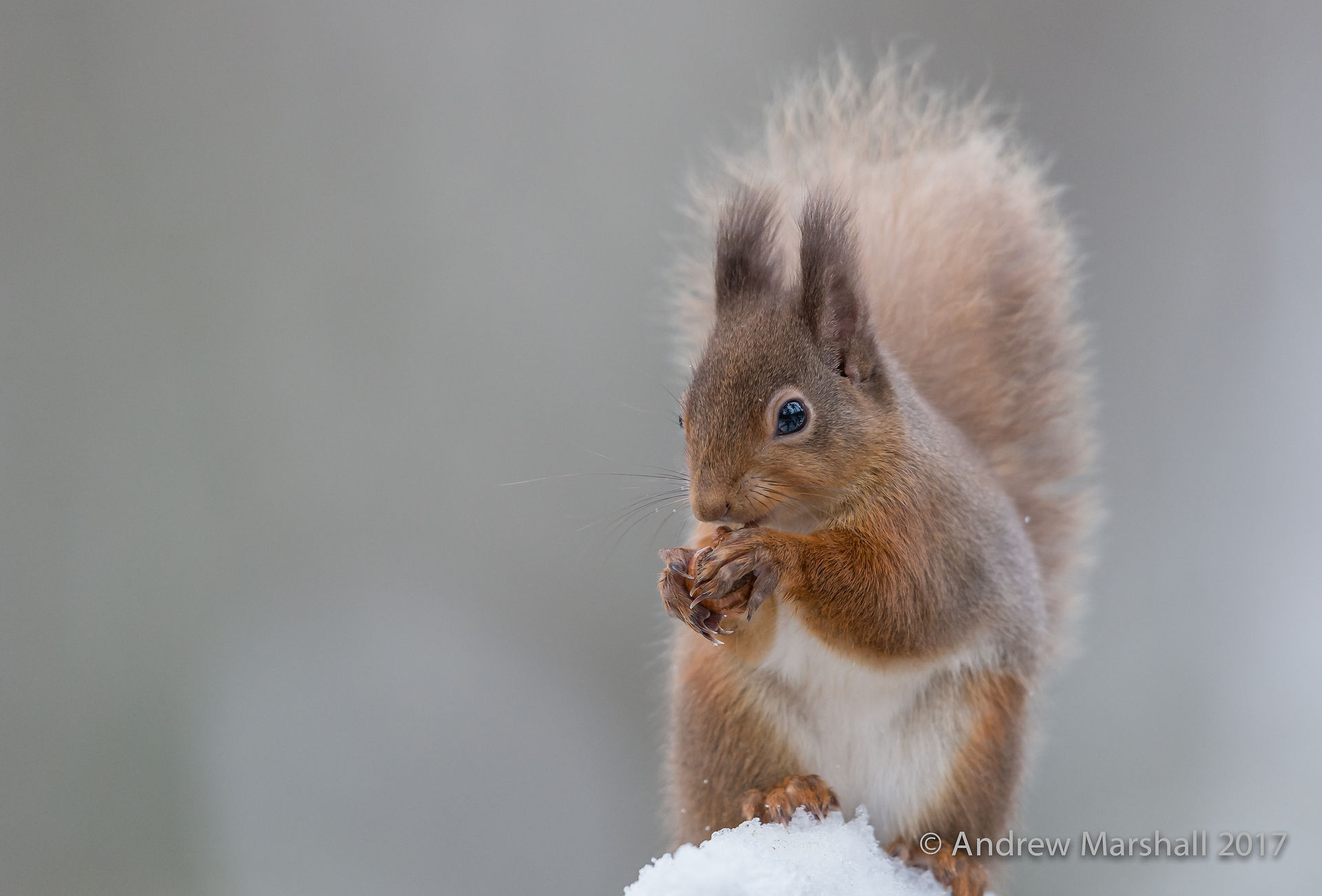 Portrait in the snow.