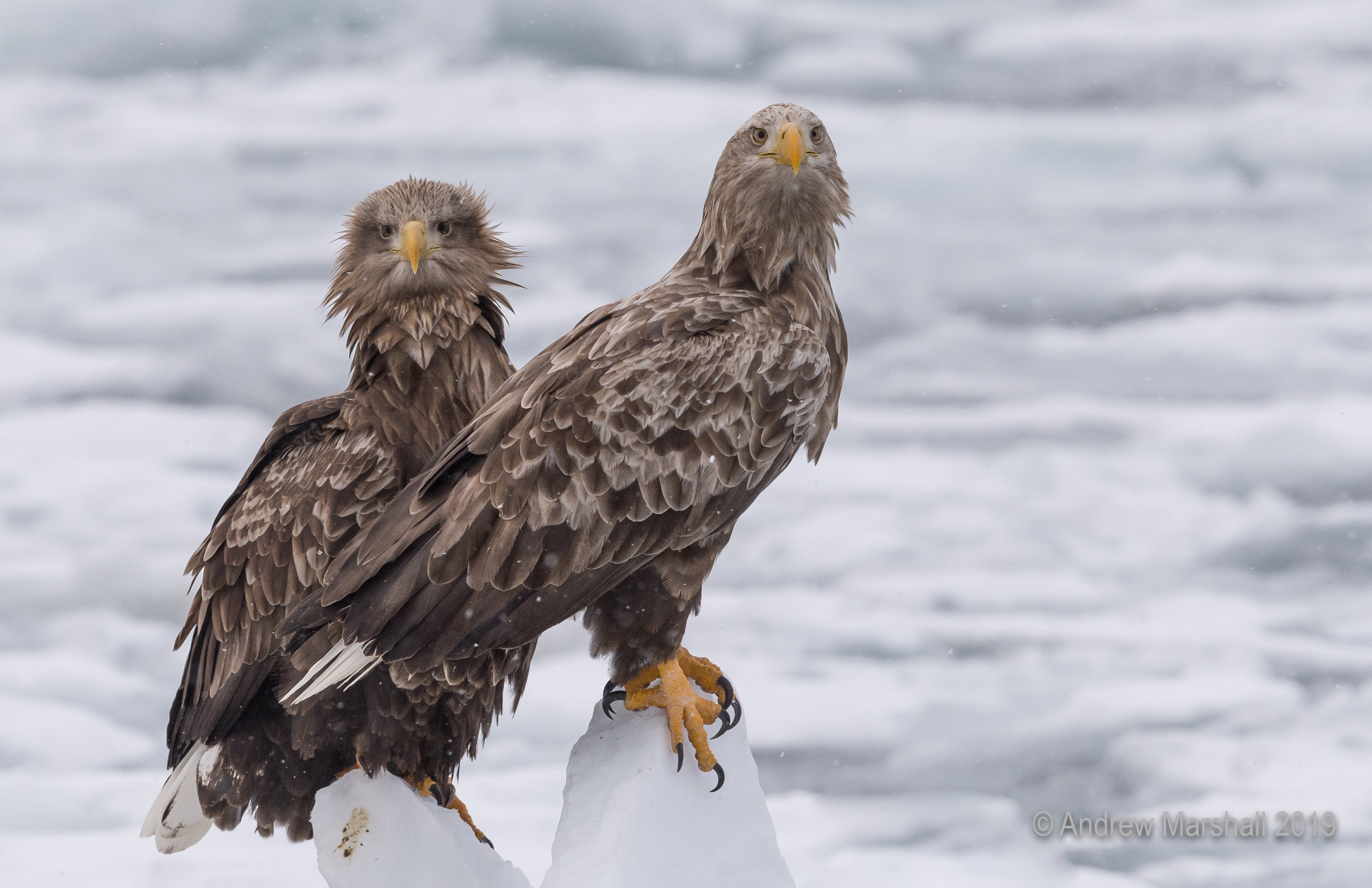 Pair of adults on the ice
