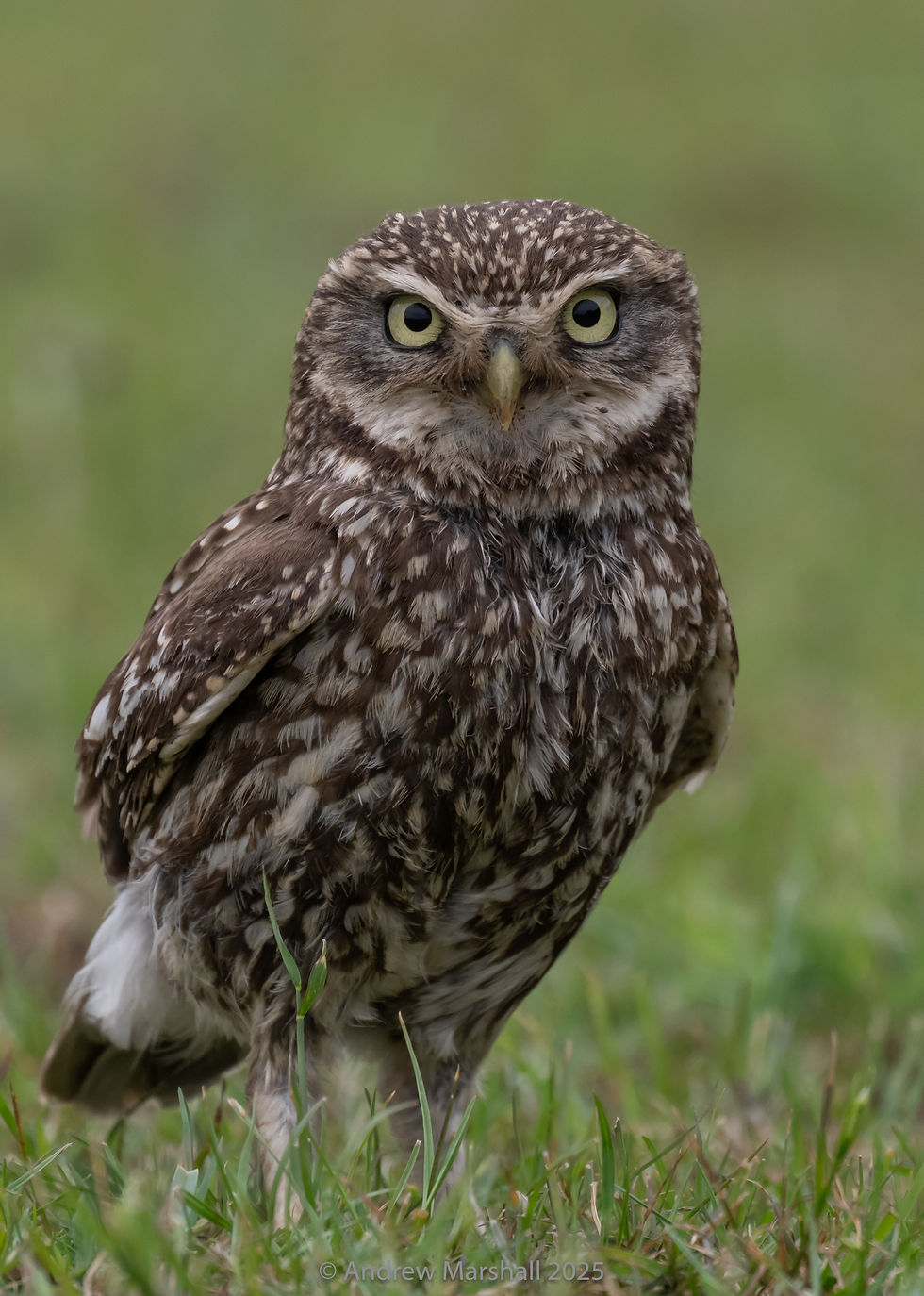 Grumpy Little owl!