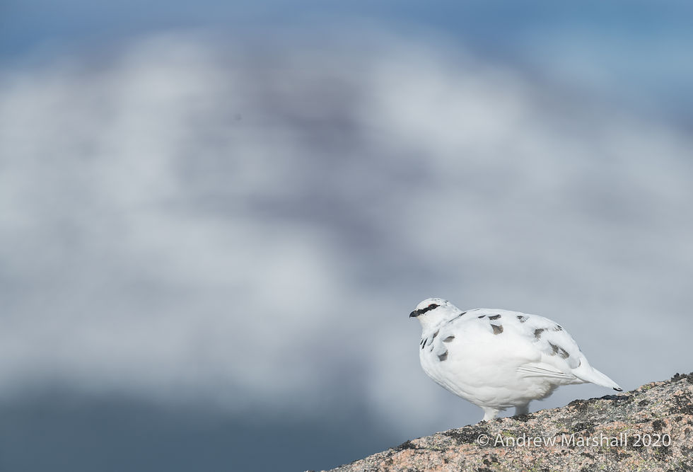 Ptarmigan winter landscape