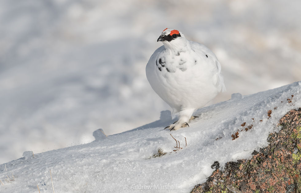 Male Ptarmigan walking this way !