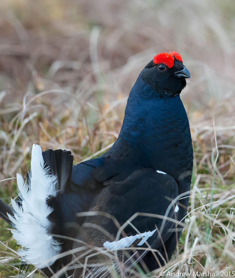 Black grouse (Tetrao tetrix)