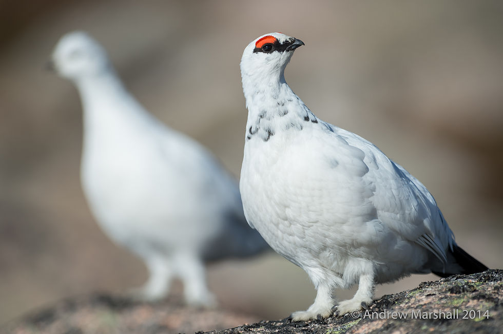 Ptarmigan pair