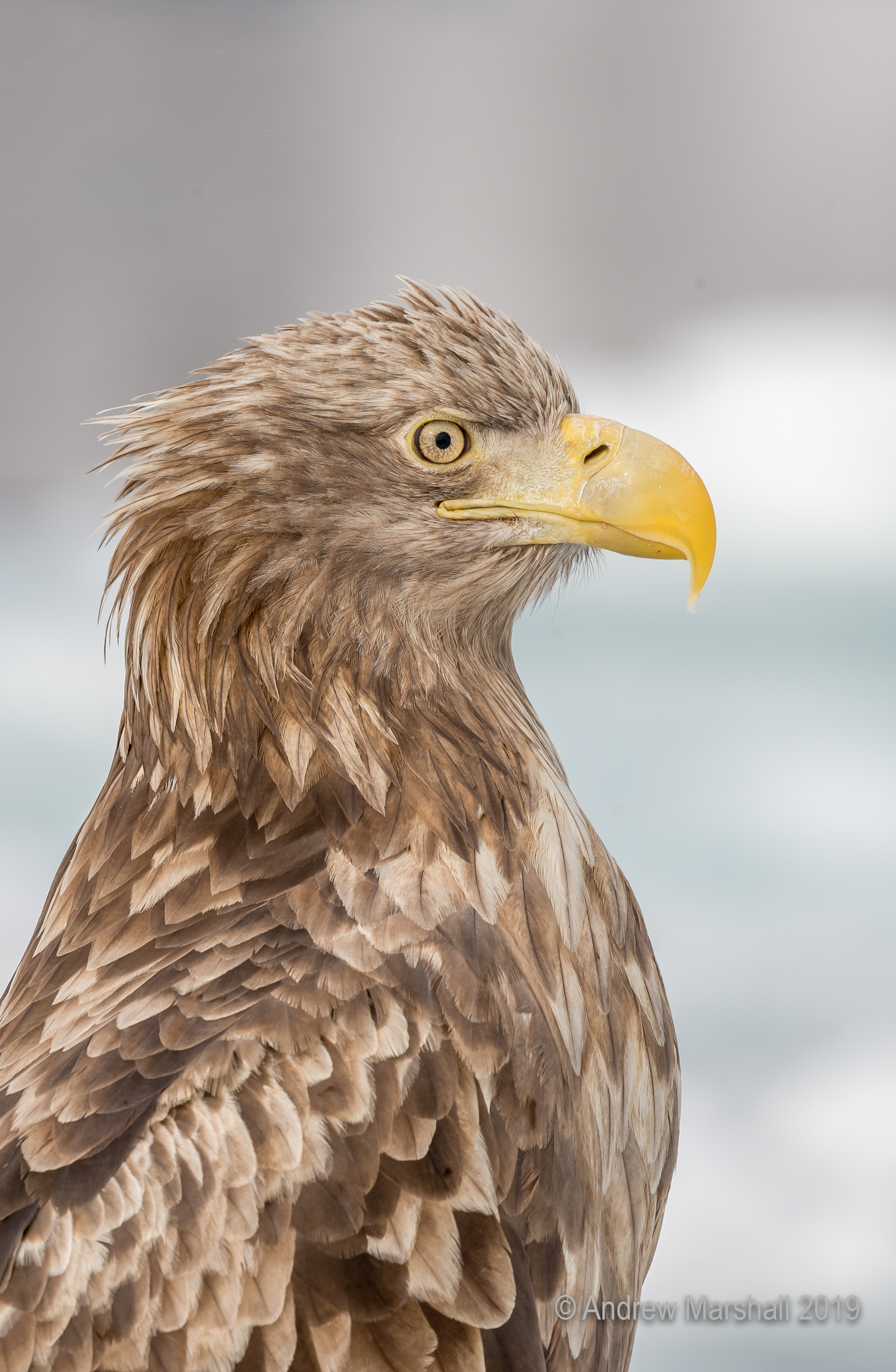 White tailed eagle portrait
