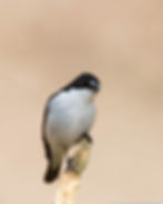 Pied flycatcher (Ficedula hypoleuca)