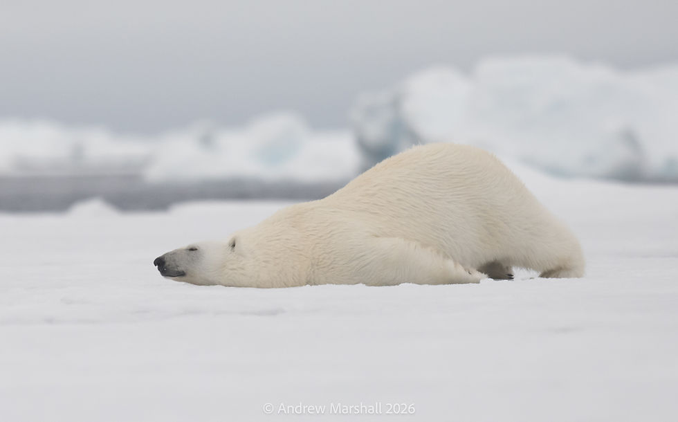 Polar bear chilling!