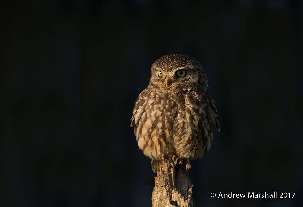 Little owl (Athene noctua)