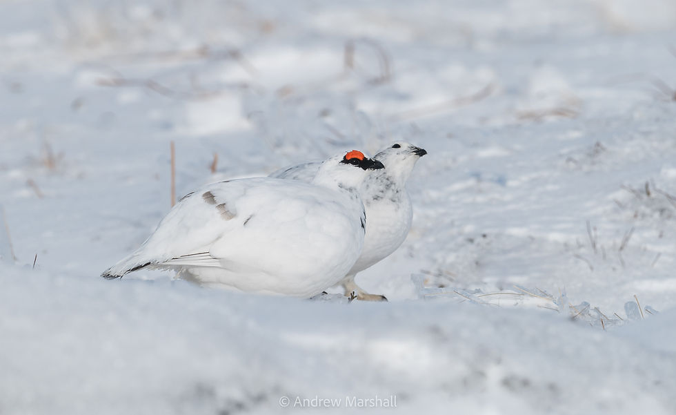 Ptarmigan pair watching for eagles!