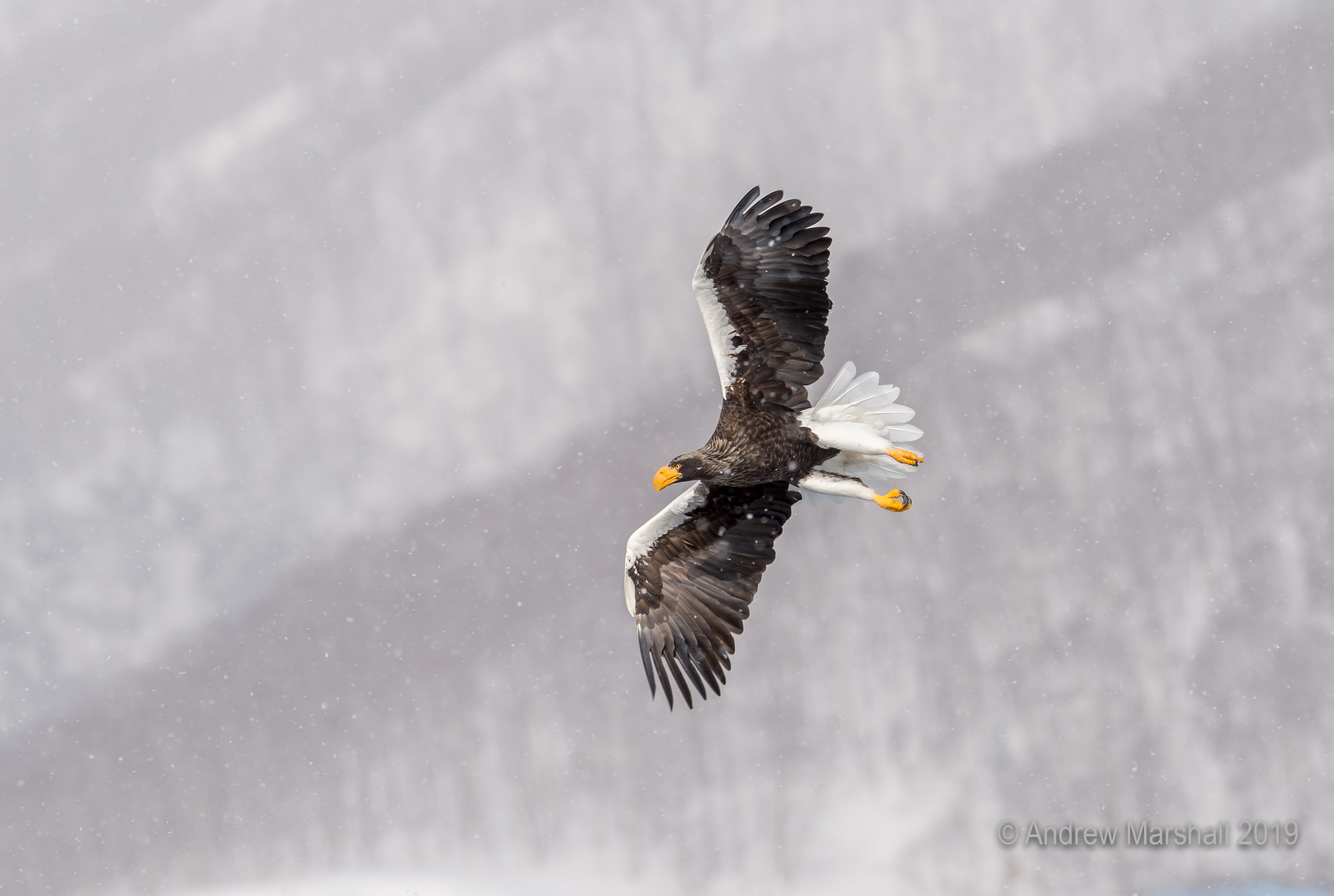 Stellar's sea eagle flying in snow