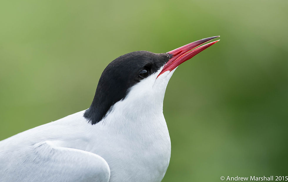 Arctic tern (sterna paradisaea)