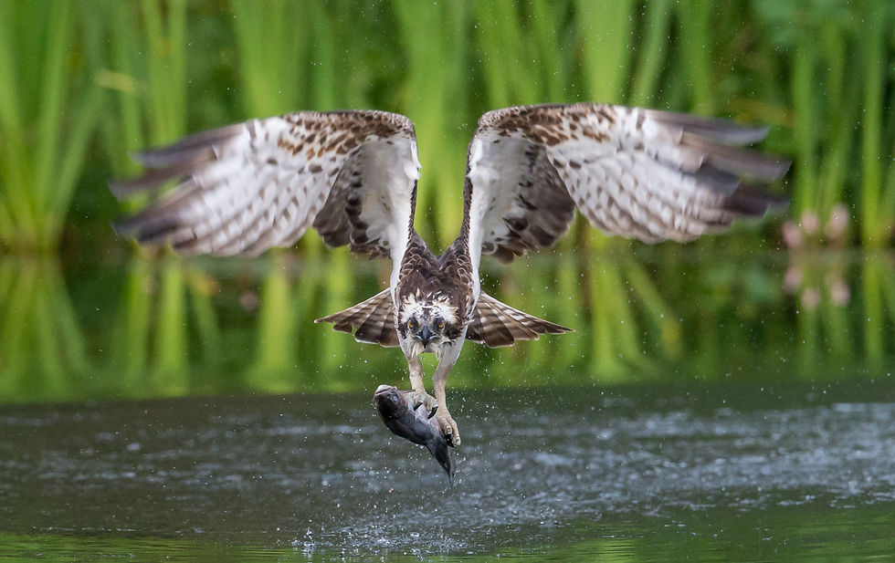 Incoming Osprey with trout