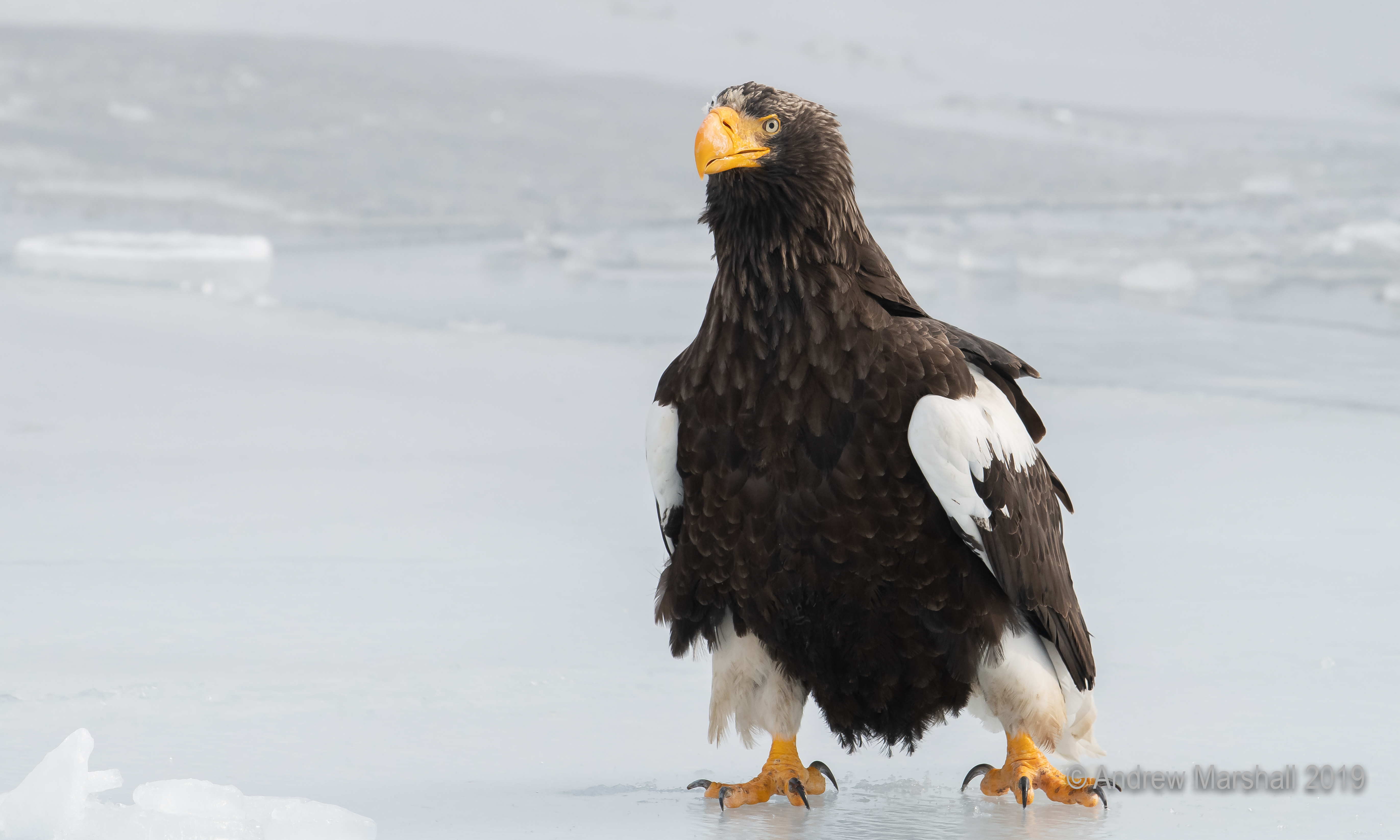 On ice