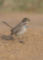 Bluethroat D82_3668