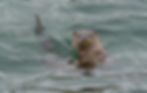Otter and butterfish