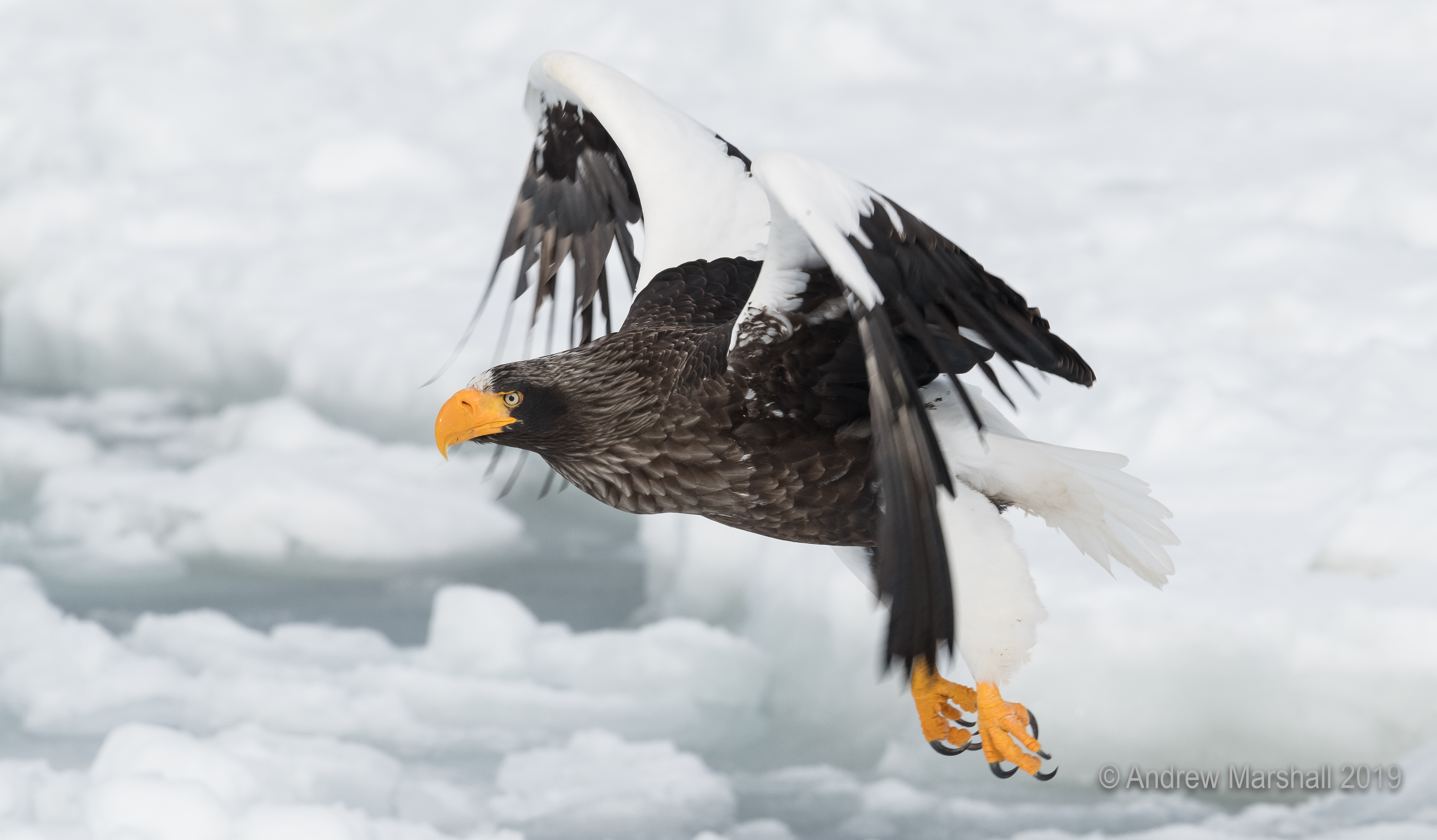 Stellar,s sea eagle flying