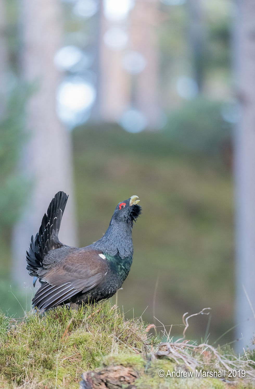 Capercaillie (Tetrao urogallus)