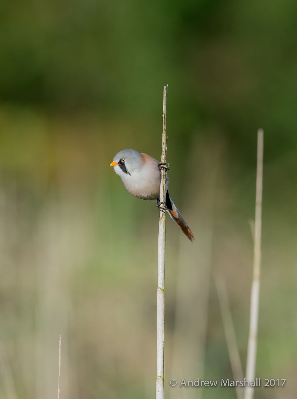 Male bearded tit