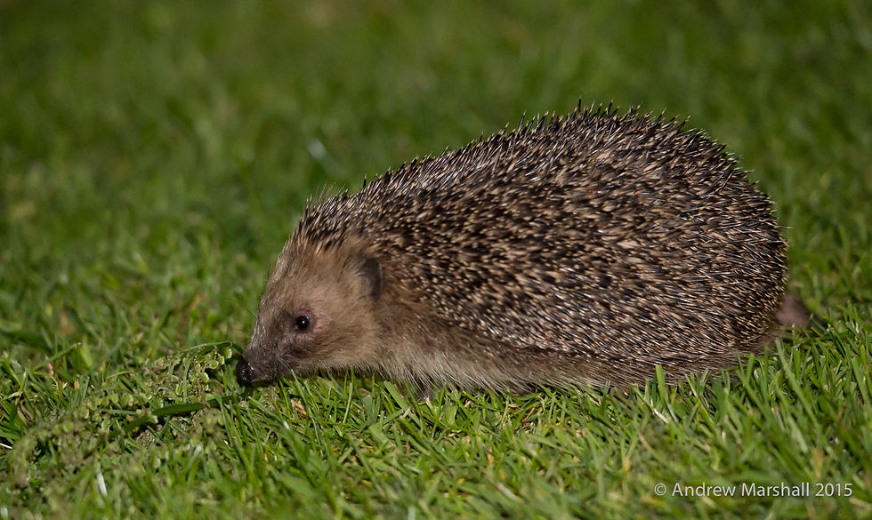 Hedgehog on the lawn.