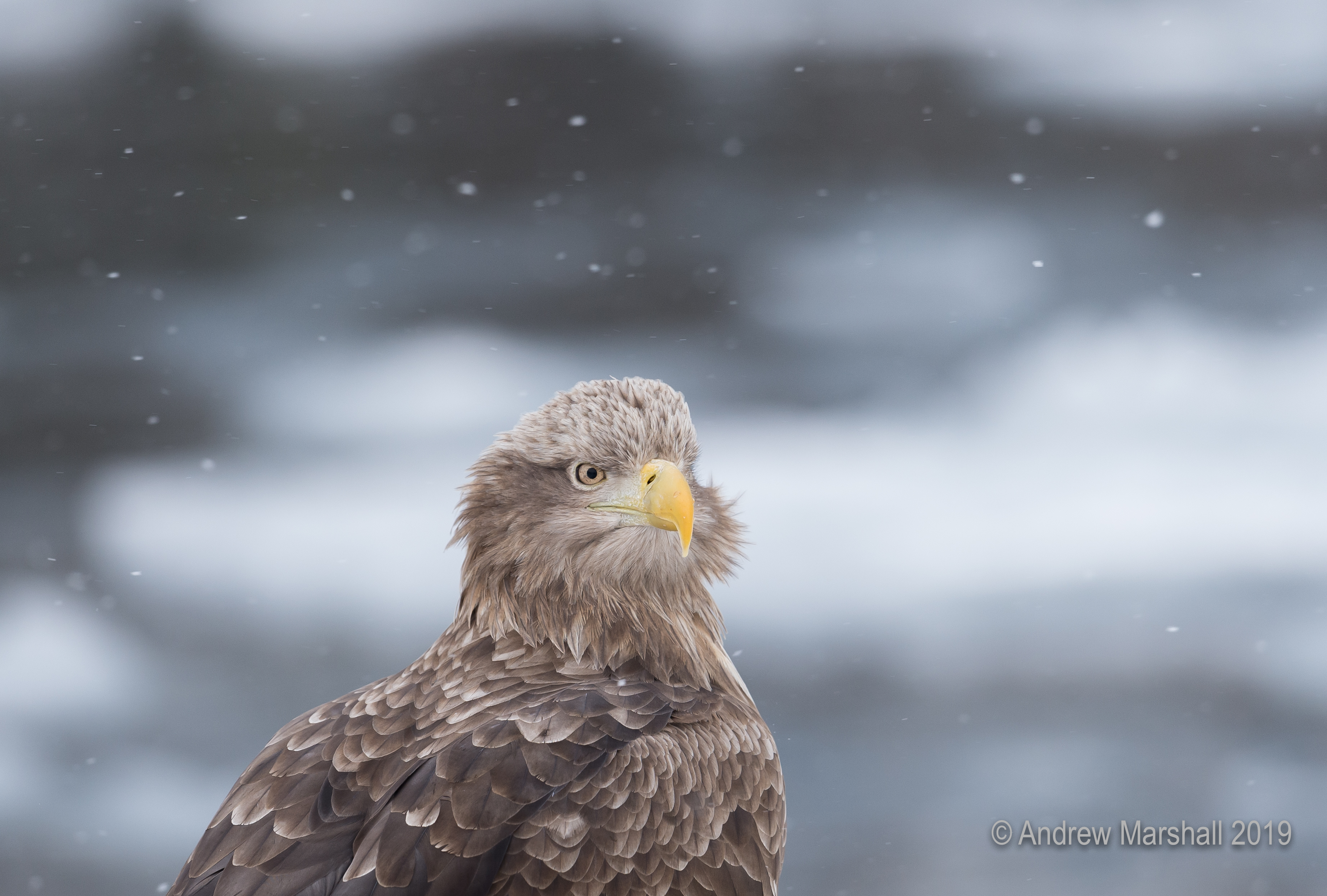 Watching the snow