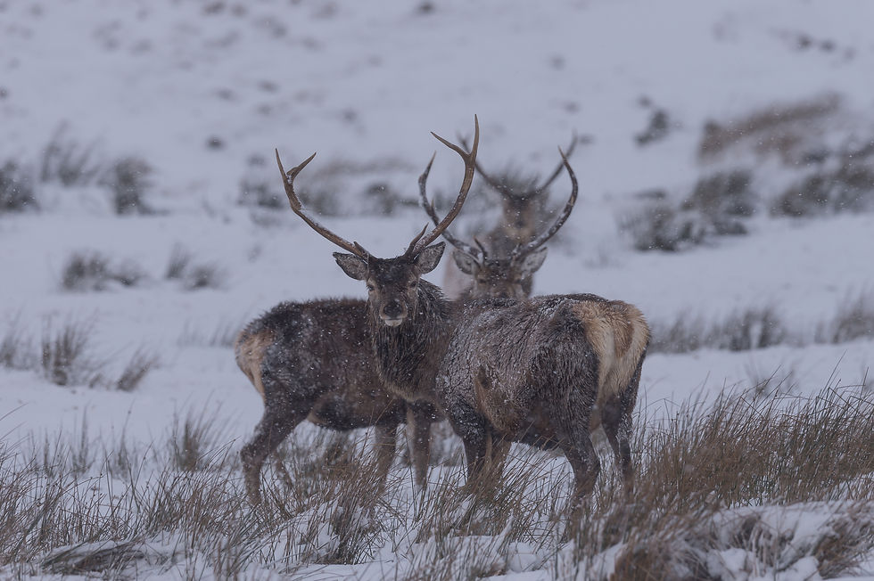 Stag party