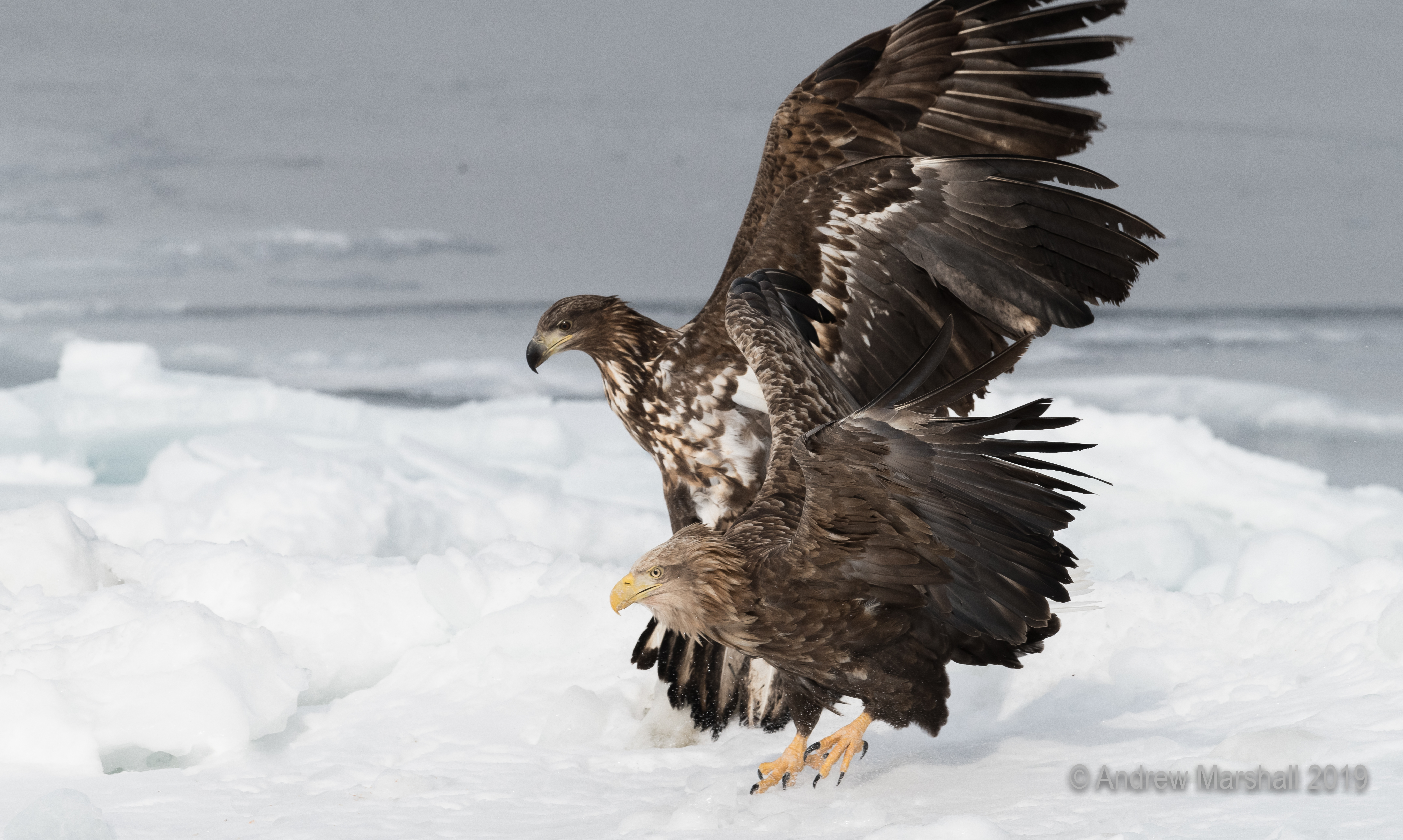 Adult and juv White tailed eagle