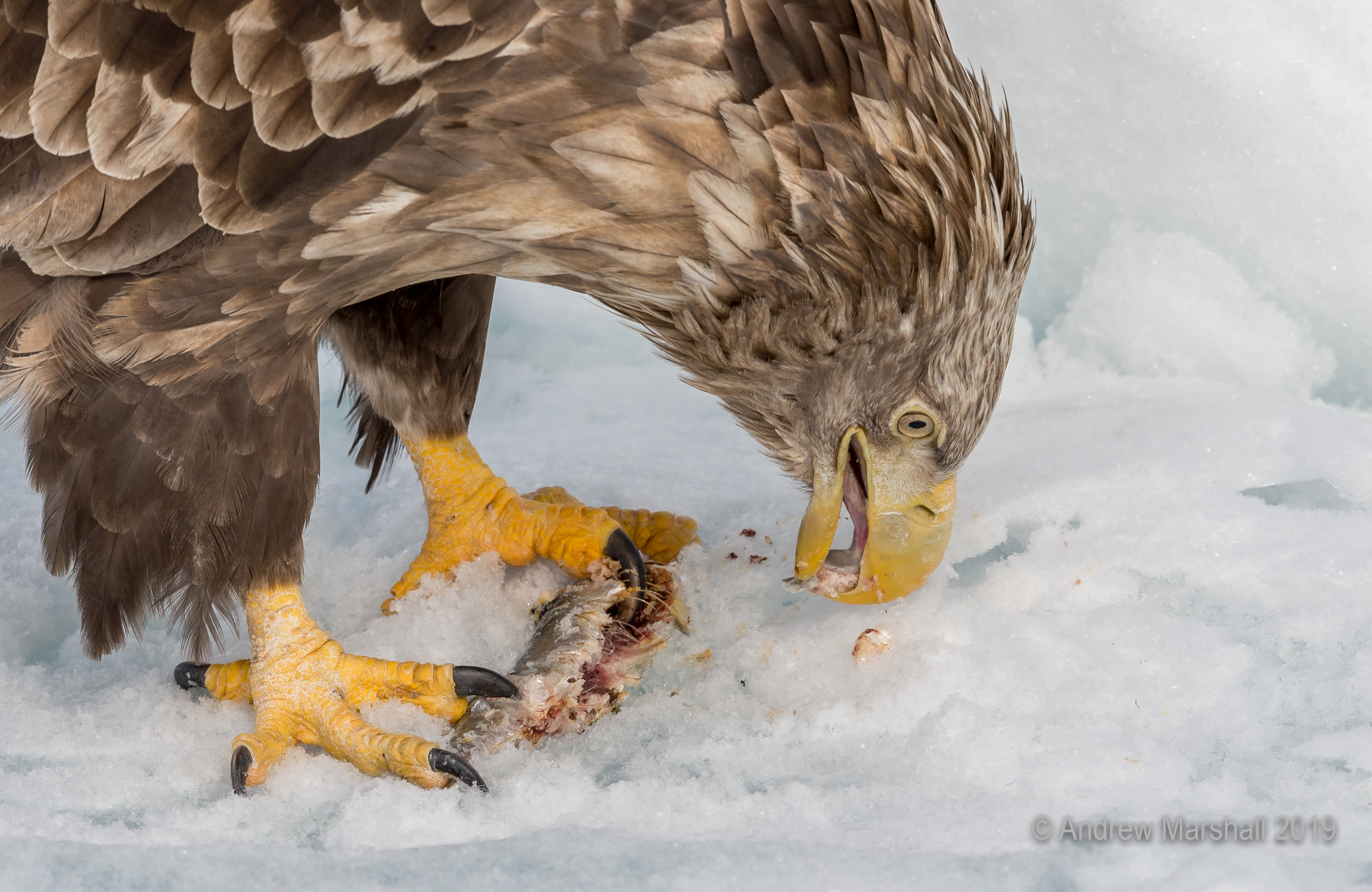 Feeding close !!